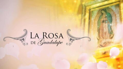 La rosa de Guadalupe (2023)